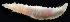 ( - 4054_DNA)  @11 [ ] CreativeCommons  Attribution Non-Commercial Share-Alike (2019) Gustav Paulay Florida Museum of Natural History