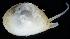  ( - 4072_DNA)  @11 [ ] CreativeCommons  Attribution Non-Commercial Share-Alike (2019) Gustav Paulay Florida Museum of Natural History