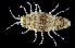  (Synidotea nebulosa - 4113_DNA)  @11 [ ] CreativeCommons  Attribution Non-Commercial Share-Alike (2019) Gustav Paulay Florida Museum of Natural History