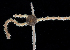  (Amphiodia sp. A - 4164_DNA)  @11 [ ] CreativeCommons  Attribution Non-Commercial Share-Alike (2019) Gustav Paulay Florida Museum of Natural History