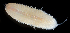  ( - 4200_DNA)  @11 [ ] CreativeCommons  Attribution Non-Commercial Share-Alike (2019) Gustav Paulay Florida Museum of Natural History