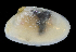  ( - 4291_DNA)  @11 [ ] CreativeCommons  Attribution Non-Commercial Share-Alike (2019) Gustav Paulay Florida Museum of Natural History