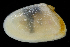  ( - 4292_DNA)  @11 [ ] CreativeCommons  Attribution Non-Commercial Share-Alike (2019) Gustav Paulay Florida Museum of Natural History