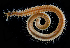  ( - 4370_DNA)  @11 [ ] CreativeCommons  Attribution Non-Commercial Share-Alike (2019) Gustav Paulay Florida Museum of Natural History