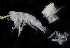 (Bathymedon pumilus - 4403_DNA)  @11 [ ] CreativeCommons  Attribution Non-Commercial Share-Alike (2019) Gustav Paulay Florida Museum of Natural History