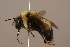  (Bombus melanurus - B3263-D04-CHN)  @14 [ ] Unspecified (default): All Rights Reserved  Unspecified Unspecified