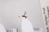  ( - CCDB-26503-G6)  @12 [ ] CreativeCommons  Attribution (2016) Donald Quicke Chulalongkorn University