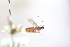  (Ontsira imperator - CCDB-27844-A02)  @11 [ ] CreativeCommons  Attribution (2017) Donald Quicke Chulalongkorn University