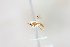  (Yelicones iranus - CCDB-27844-A12)  @11 [ ] CreativeCommons  Attribution (2017) Donald Quicke Chulalongkorn University
