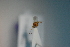  (Yelicones siamensis - CCDB-27844-F12)  @12 [ ] CreativeCommons  Attribution (2017) Donald Quicke Chulalongkorn University