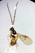  ( - MGM0298)  @11 [ ] CreativeCommons  Attribution Non-Commercial Share-Alike (2023) Mostafa Ghafouri Moghaddam Collection of the Insect Museum, Chulalongkorn University Museum of Natural History, Bangkok, Thailand