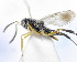  (Neocladia - MGM0443)  @11 [ ] CreativeCommons  Attribution Non-Commercial Share-Alike (2024) Mostafa Ghafouri Moghaddam Collection of the Insect Museum, Chulalongkorn University Museum of Natural History, Bangkok, Thailand