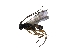  (Cotesia ruficrus - CCDB-26504-H10)  @13 [ ] CreativeCommons  Attribution (2015) Kittipum Chansri Integrated Ecology Lab, Chulalongkorn University