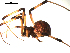  ( - BBUSA10-02-H04)  @13 [ ] CreativeCommons - Attribution (2010) Gergin Blagoev, Centre for Biodiversity Genomics Centre for Biodiversity Genomics
