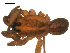  ( - BBUSA10-03-A07)  @12 [ ] CreativeCommons - Attribution (2010) Gergin Blagoev, Centre for Biodiversity Genomics Centre for Biodiversity Genomics