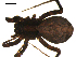  ( - BBUSA10-03-F06)  @12 [ ] CreativeCommons - Attribution (2010) Gergin Blagoev, Centre for Biodiversity Genomics Centre for Biodiversity Genomics