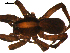  ( - BBUSA10-03-F11)  @12 [ ] CreativeCommons - Attribution (2010) Gergin Blagoev, Centre for Biodiversity Genomics Centre for Biodiversity Genomics