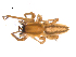  ( - CCDB-08468-A02)  @12 [ ] CreativeCommons - Attribution  Gergin Blagoev, Centre for Biodiversity Genomics Unspecified
