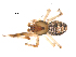  ( - CCDB-08468-A05)  @12 [ ] CreativeCommons - Attribution  Gergin Blagoev, Centre for Biodiversity Genomics Unspecified