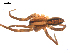  ( - CCDB-08468-H04)  @12 [ ] CreativeCommons - Attribution  Gergin Blagoev, Centre for Biodiversity Genomics Unspecified
