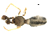  (Coleosoma - CCDB-08501-G11)  @12 [ ] Copyright  G. Blagoev 2010 Unspecified