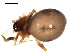  ( - CCDB-08502-A03)  @12 [ ] CreativeCommons - Attribution  Gergin Blagoev, Centre for Biodiversity Genomics Unspecified
