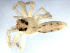  ( - CCDB-08502-A12)  @12 [ ] CreativeCommons - Attribution  Gergin Blagoev, Centre for Biodiversity Genomics Unspecified