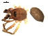  ( - CCDB-08502-D10)  @12 [ ] CreativeCommons - Attribution  Gergin Blagoev, Centre for Biodiversity Genomics Unspecified