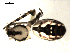  ( - CCDB-08502-E01)  @12 [ ] CreativeCommons - Attribution  Gergin Blagoev, Centre for Biodiversity Genomics Unspecified