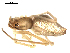  ( - CCDB-08502-G12)  @12 [ ] CreativeCommons - Attribution  Gergin Blagoev, Centre for Biodiversity Genomics Unspecified