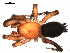  ( - CCDB-08512-D09)  @12 [ ] CreativeCommons - Attribution (2010) Gergin Blagoev, Centre for Biodiversity Genomics Centre for Biodiversity Genomics