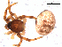  ( - CCDB-08512-E10)  @12 [ ] CreativeCommons - Attribution (2010) Gergin Blagoev, Centre for Biodiversity Genomics Centre for Biodiversity Genomics