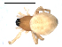  ( - CCDB-08515-G11)  @12 [ ] CreativeCommons - Attribution  Gergin Blagoev, Centre for Biodiversity Genomics Unspecified