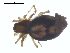  ( - CCDB-08516-B11)  @12 [ ] CreativeCommons - Attribution  Gergin Blagoev, Centre for Biodiversity Genomics Unspecified
