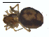  ( - CCDB-08516-B12)  @12 [ ] CreativeCommons - Attribution  Gergin Blagoev, Centre for Biodiversity Genomics Unspecified