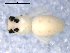  ( - CCDB-08516-C05)  @12 [ ] CreativeCommons - Attribution  Gergin Blagoev, Centre for Biodiversity Genomics Unspecified