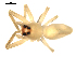  ( - CCDB-08516-D02)  @12 [ ] CreativeCommons - Attribution  Gergin Blagoev, Centre for Biodiversity Genomics Unspecified