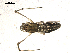  (Tetragnatha sp. 10 KC-2019 - CCDB-08516-F03)  @12 [ ] CreativeCommons - Attribution  Gergin Blagoev, Centre for Biodiversity Genomics Unspecified