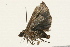  ( - 09BBLEP-00238)  @13 [ ] CreativeCommons - Attribution (2009) Unspecified Centre for Biodiversity Genomics