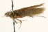  (Astrotischeria EnceliafarinosaUSA - 09BBLEP-00288)  @13 [ ] CreativeCommons - Attribution (2009) Unspecified Centre for Biodiversity Genomics