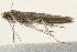  (Neoscythris fissirostris - 09BBLEP-00361)  @14 [ ] CreativeCommons - Attribution (2009) Unspecified Centre for Biodiversity Genomics