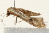  ( - 09BBLEP-00554)  @13 [ ] CreativeCommons - Attribution (2009) Unspecified Centre for Biodiversity Genomics