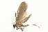  ( - 09BBLEP-00651)  @13 [ ] CreativeCommons - Attribution (2009) Unspecified Centre for Biodiversity Genomics