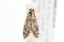  ( - 09BBLEP-00779)  @12 [ ] CreativeCommons - Attribution (2009) Unspecified Centre for Biodiversity Genomics
