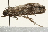 ( - 09BBLEP-00781)  @12 [ ] CreativeCommons - Attribution (2009) Unspecified Centre for Biodiversity Genomics