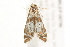  ( - 09BBLEP-00786)  @12 [ ] CreativeCommons - Attribution (2009) Unspecified Centre for Biodiversity Genomics