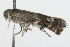  ( - 09BBLEP-00874)  @13 [ ] CreativeCommons - Attribution (2009) Unspecified Centre for Biodiversity Genomics