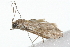  ( - 09BBLEP-00886)  @13 [ ] CreativeCommons - Attribution (2009) Unspecified Centre for Biodiversity Genomics