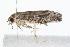  ( - 09BBLEP-00890)  @12 [ ] CreativeCommons - Attribution (2009) Unspecified Centre for Biodiversity Genomics