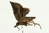  (Platynota semiustana - 09BBLEP-00003)  @12 [ ] CreativeCommons - Attribution (2009) Unspecified Centre for Biodiversity Genomics